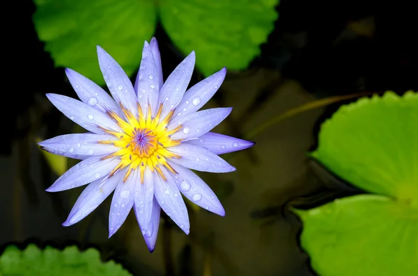 Голубой цветок лотоса на пруду — стоковое фото