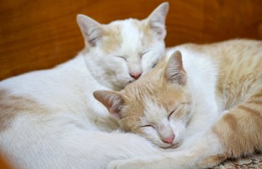 Uyuyan kedi kedi'nın arkadaşı ile birlikte