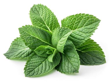 Düz beyaz arka planda izole edilmiş karmaşık damar desenleri olan taze ve canlı yeşil nane yapraklarından oluşan bir kümenin yakın çekimi.