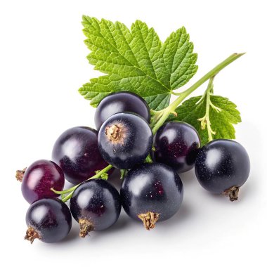 Parlak yeşil yapraklı olgun kuşüzümlü, temiz beyaz arka planda yakın çekim.