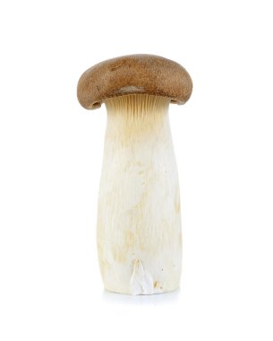 King Oyster mushroom isolated on the white background clipart