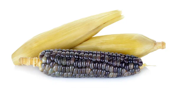Кукуруза изолирована на белом фоне — стоковое фото