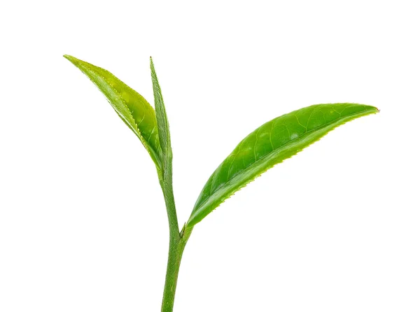 Листя чаю ізольовані на білому тлі — стокове фото