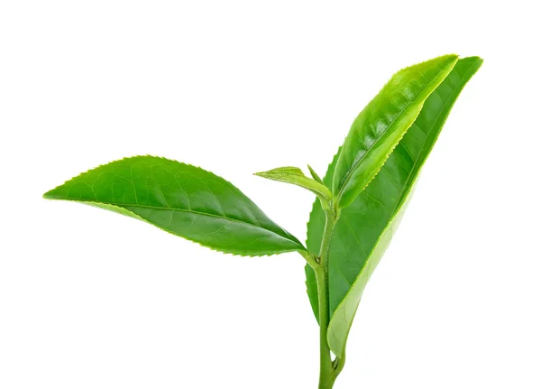 Frunzele de ceai izolate pe fundalul alb — Fotografie, imagine de stoc
