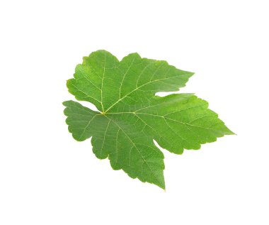 Beyaz arka plan üzerinde izole üzüm yaprağı