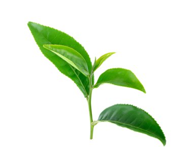 Beyaz arka plan üzerinde izole çay yaprakları