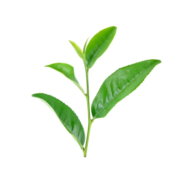 Folhas de chá isoladas no fundo branco — Fotografia de Stock