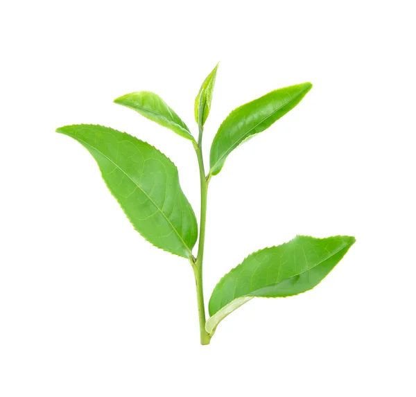 Tea leaves isolated on the white background — Stock Photo, Image