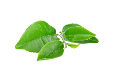 Beyaz arka plan üzerinde izole çay yaprakları