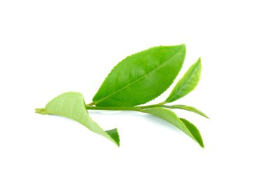 Beyaz arka plan üzerinde izole çay yaprakları