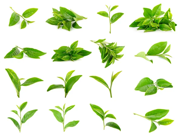 Beyaz arkaplanda yeşil çay yaprağı izole
