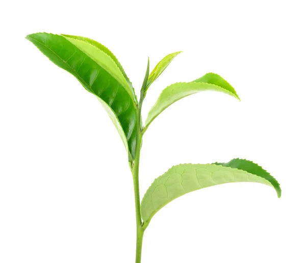 흰색 배경에 고립 된 차 잎 — 스톡 사진