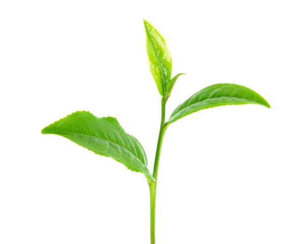 Folhas de chá isoladas no fundo branco — Fotografia de Stock
