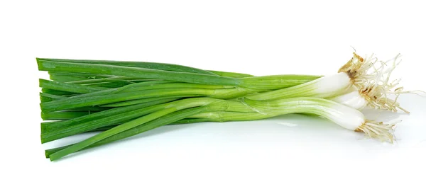 Groene ui geïsoleerd op de witte achtergrond — Stockfoto