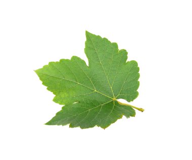Beyaz arka plan üzerinde izole üzüm yaprağı