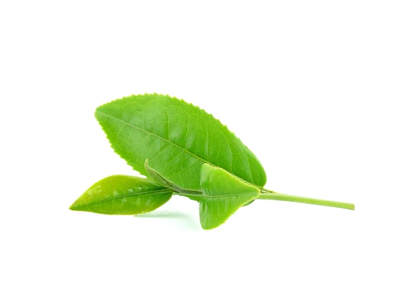 Hoja de té verde aislada sobre fondo blanco —  Fotos de Stock