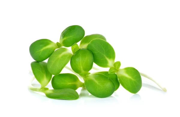 Sunflower sprouts isolated on the white background — Stock Photo, Image