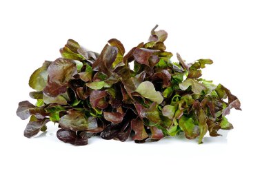 Beyaz arkaplanda marul izole