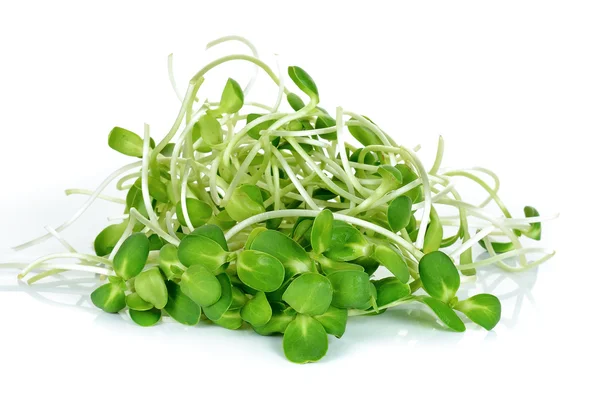 Sunflower sprouts isolated on the white background — Stock Photo, Image