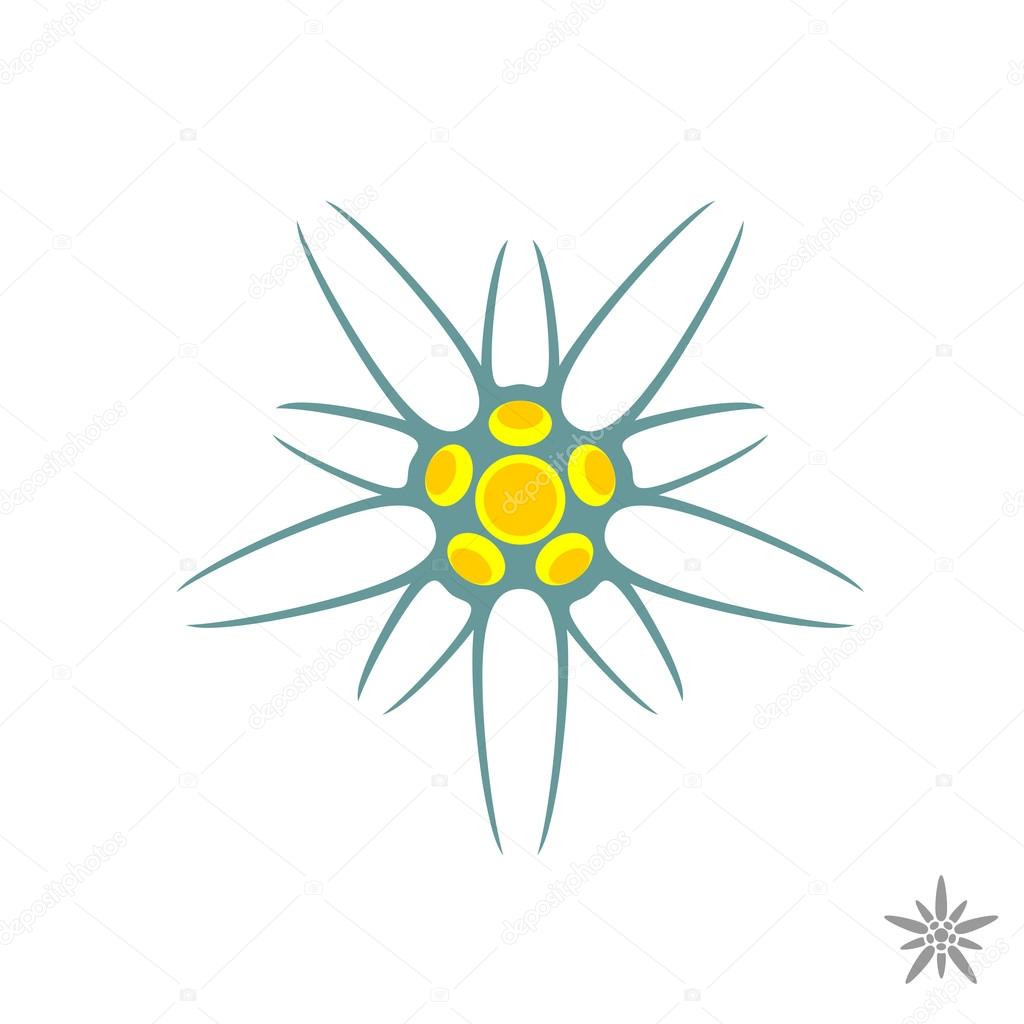 Edelweiss flower simple logo