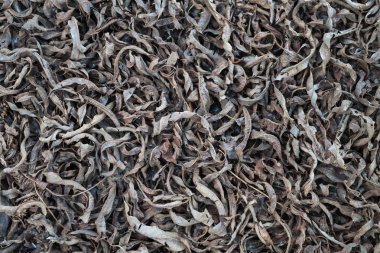 Kuru düşen yapraklar