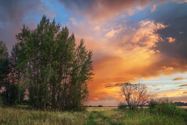 Vacker solnedgång i sommar grove — Stockfoto