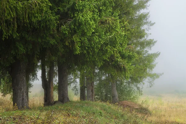 Manhã enevoada na borda da floresta — Fotografia de Stock