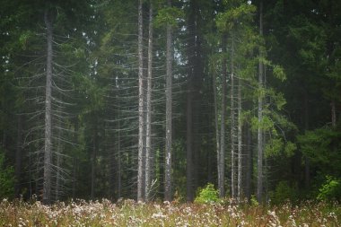 Ladin orman puslu sabah