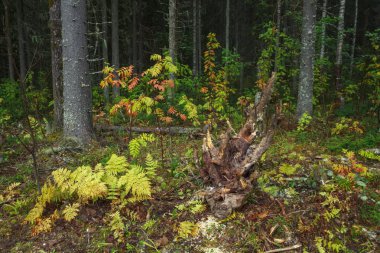 sonbahar orman yakın çekim