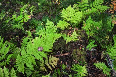 fern dalları yakın çekim