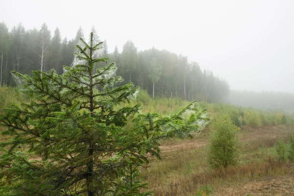 Jodłami pajęczyną, w Mglisty las — Zdjęcie stockowe