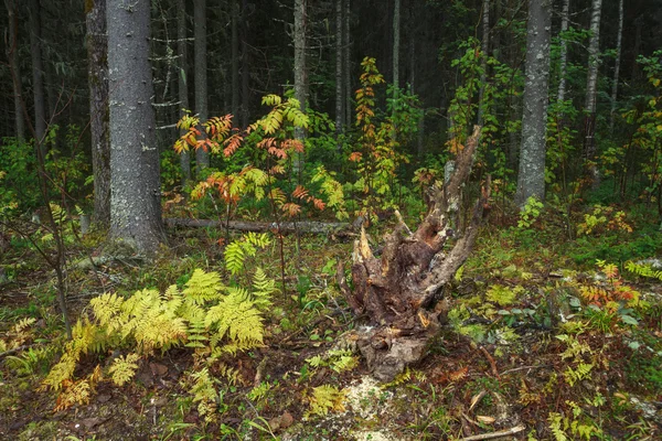 sonbahar orman yakın çekim