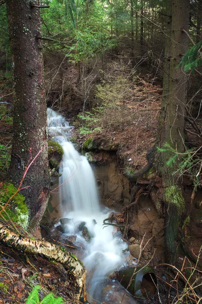 Cascadas de arroyo forestal — Foto de Stock