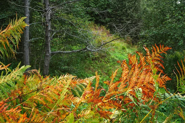 森の初秋 — ストック写真