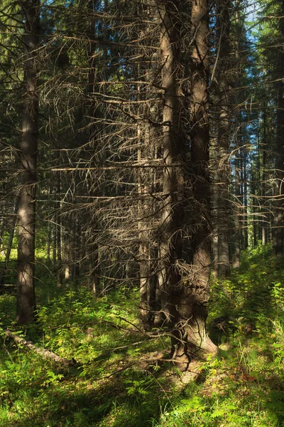 Güneş ışığıyla aydınlatılan iğne yapraklı orman — Stok fotoğraf