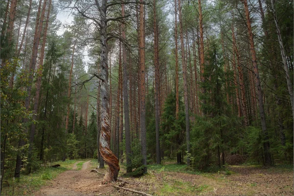 Zmarłe drzewo na drodze w środku lasu — Zdjęcie stockowe