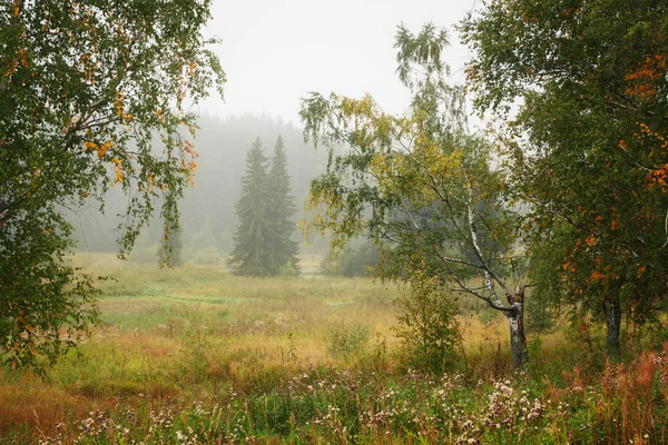 Mistige herfst ochtend in het bos — Stockfoto