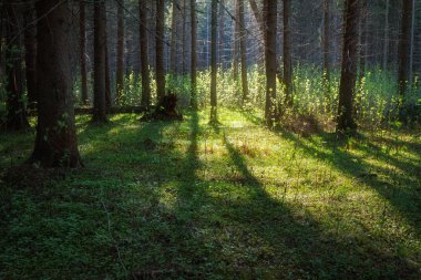 Ağaçların arasından güneş ışığı parlıyor