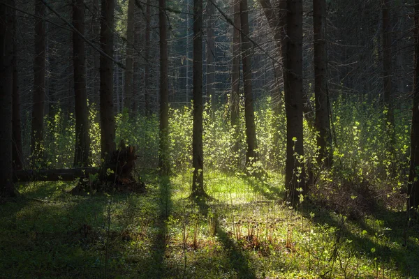 Ağaçların arasından güneş ışığı parlıyor — Stok fotoğraf