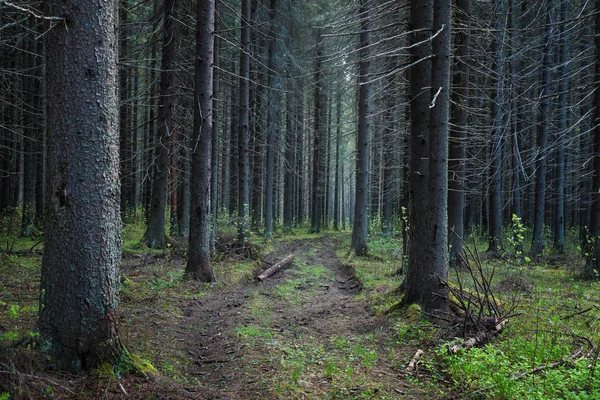 Estrada através da floresta de abetos — Fotografia de Stock