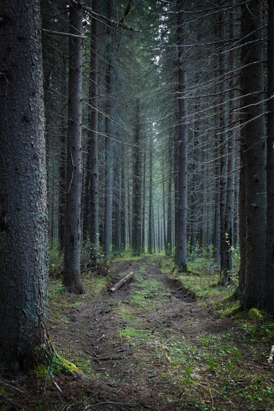 Weg door het bos van Spar — Stockfoto