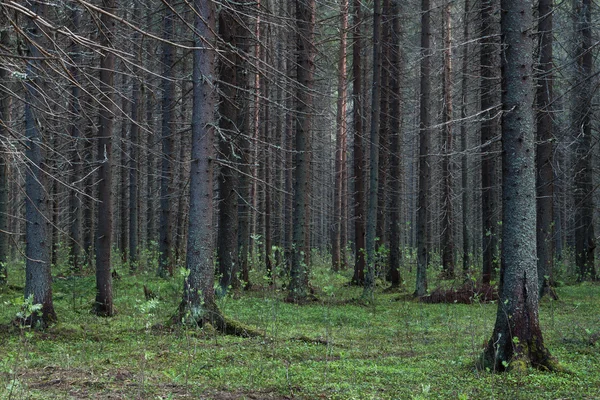 Floresta de coníferas perto — Fotografia de Stock