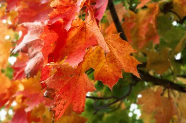 tatlı akçaağaç lewet renkli akçaağaç yaprakları
