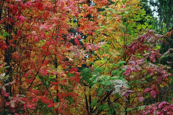 Branch of rowan tree with leaves of different colors — Stock Photo, Image