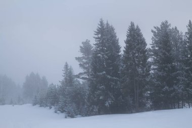 Kış kozalaklı ormanları siste