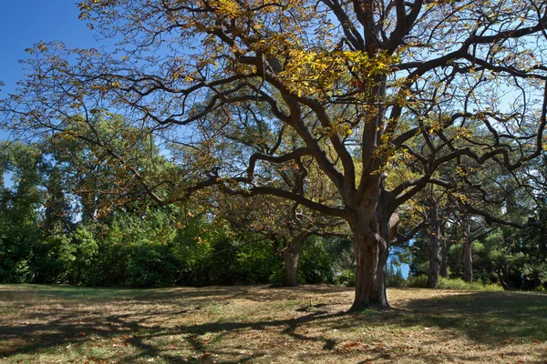 L'arbre est presque feuillu — Photo