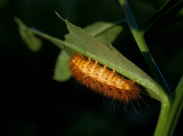 Kicsit bolyhos caterpillar másznak a levél — Stock Fotó