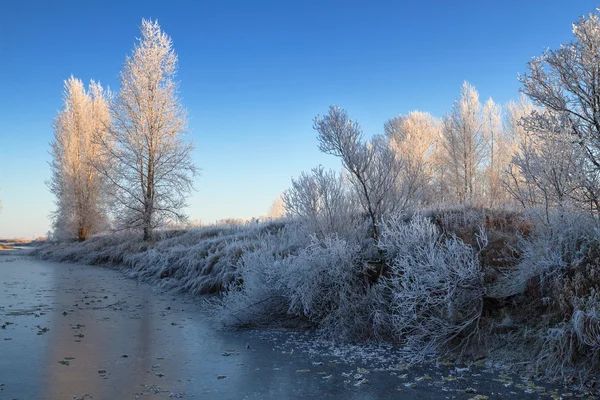 Δέντρα καλυμμένα με πάγο — Φωτογραφία Αρχείου