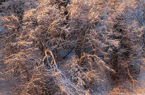 Větve stromů pokryté sněhem — Stock fotografie