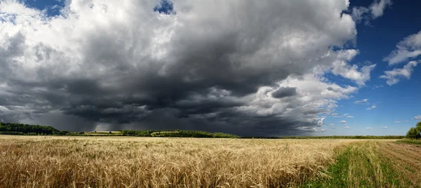 Weizenfeld und Sturm — Stockfoto